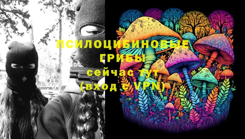 Псилоцибиновые грибы Psilocybe  купить  цена  Андреаполь 